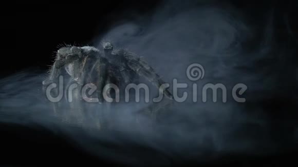 一只巨大的狼蛛潜入烟雾中慢动作视频的预览图