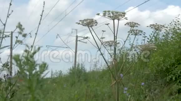 野花特写在这种背景下火车没有集中注意力视频的预览图