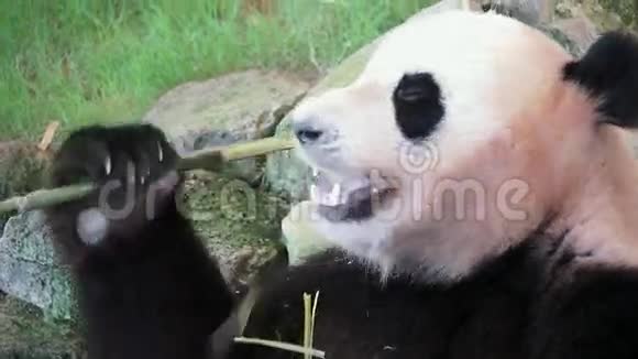 特写熊猫吃竹子视频的预览图