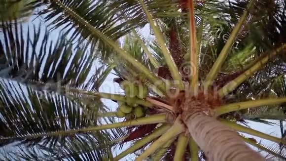 从下往上看一棵美丽的棕榈树背景是蓝色阳光明媚的天空上有椰子更改重点视频的预览图