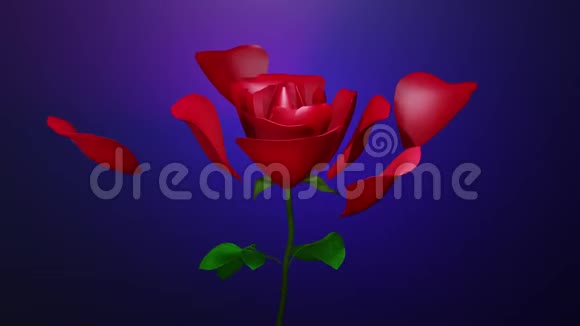 一片开放的玫瑰和飞扬的心视频的预览图