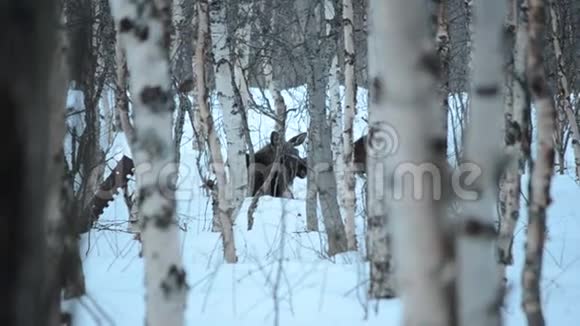 麋鹿妈妈和小牛在白桦树的冬林里歇息在雪地上视频的预览图