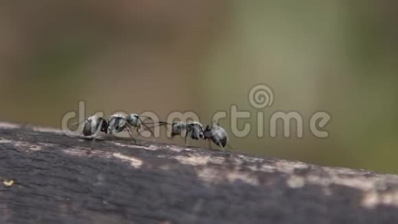 两只黑蚂蚁在台湾森林的野外作战的慢动作视频的预览图