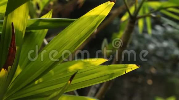 傍晚的小棕榈叶和阳光视频的预览图