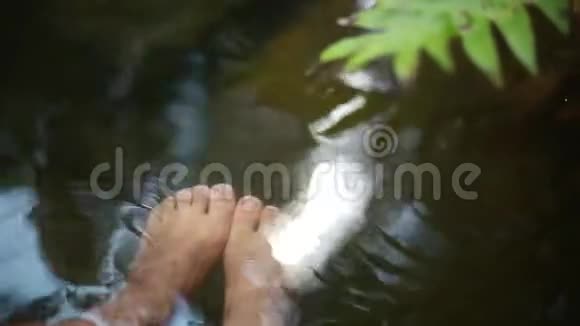 靠近雌性的脚在自然池塘里有鱼水疗在前景的棕榈枝上有阳光1920x1080视频的预览图