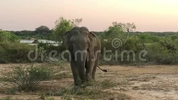 斯里兰卡雅拉国家公园野象吃草视频的预览图