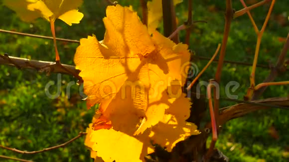 葡萄藤上的黄橙叶秋天开始了视频的预览图