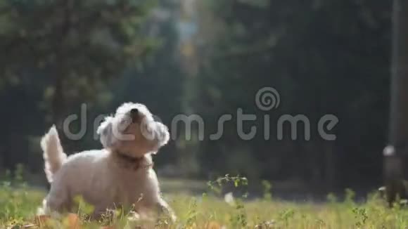 小狗在秋天公园跳起来举起爪子视频的预览图