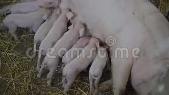 猪吸吮稻草上的母猪4K视频的预览图
