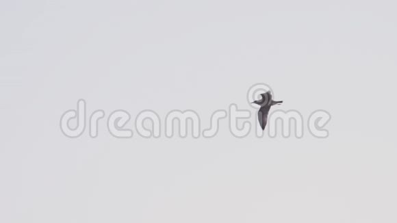海鸥在慢镜头下非常接近镜头飞行视频的预览图