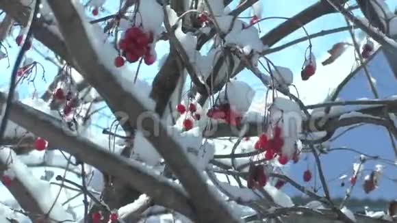 大自然冬灌木震雪视频的预览图