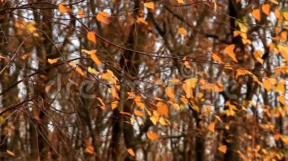 黄桦树的叶子在风中摇曳视频的预览图