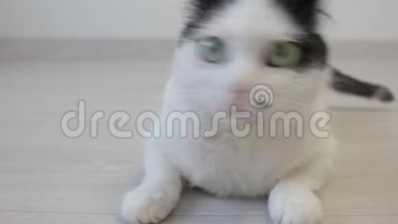 那只白色的家猫用他的后腿看了看镜头特写镜头视频的预览图