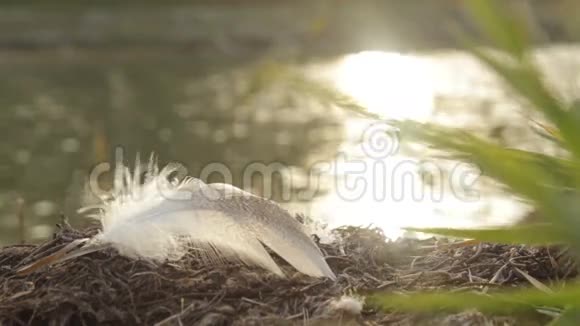 夕阳下羽毛在河岸上摇曳视频的预览图
