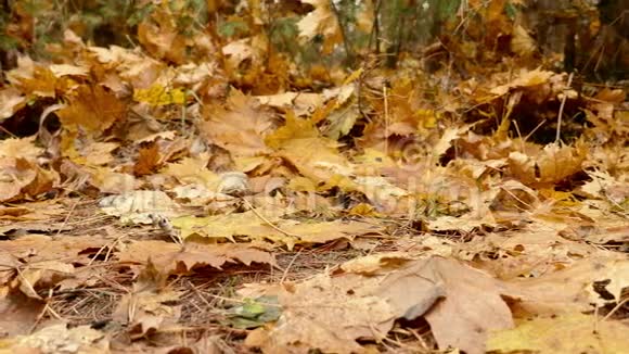 落叶在地上秋天的白天向左平稳的多莉射击视频的预览图