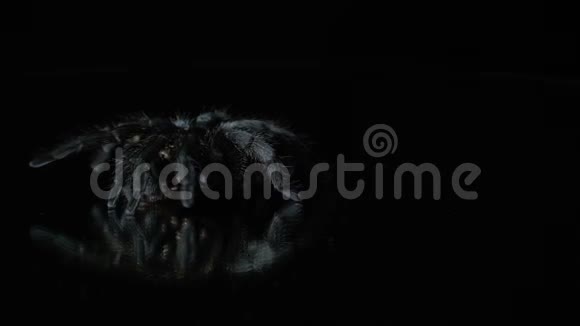 黑色狼蛛在小心翼翼地爬行视频的预览图