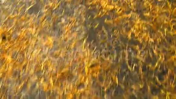 走在一条有着秋色落叶的森林小径上视频的预览图