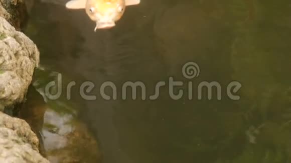 池塘里的大红日本鲤鱼视频的预览图