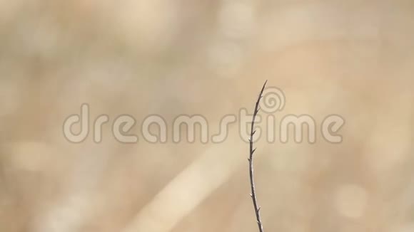 夏日里红色蜻蜓在干燥的树枝上飞舞视频的预览图