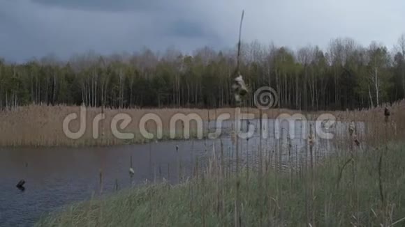 有藤条和藤条植物的沼泽湖多云视频的预览图