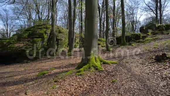 神话中的橡树林岩石形成晴天视频的预览图