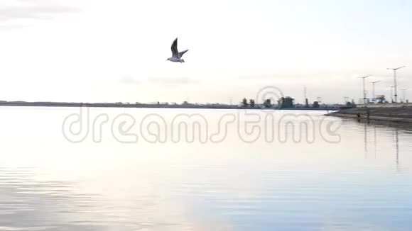 黎明时分鸟儿在灯塔的背景上飞翔视频的预览图