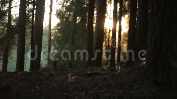 太阳在魔法森林里玩耍视频的预览图