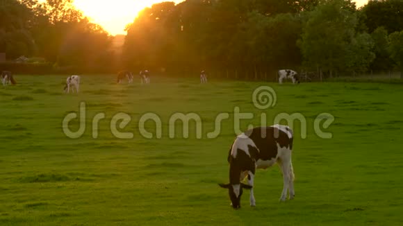 奶牛放牧日落或日出时在农场吃草视频的预览图