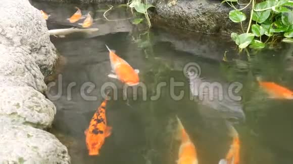 池塘里的大红日本鲤鱼视频的预览图