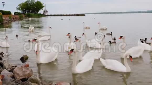 一群天鹅在湖上等待着游客的食物匈牙利巴拉顿湖视频的预览图