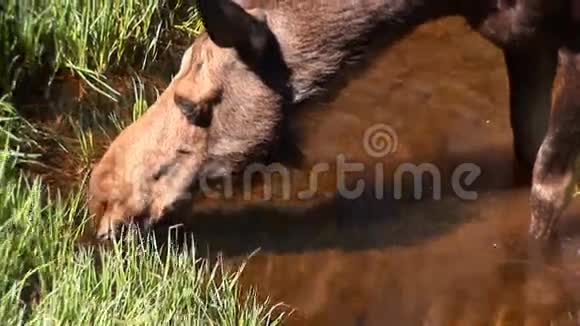 落基山脉的驼鹿视频的预览图