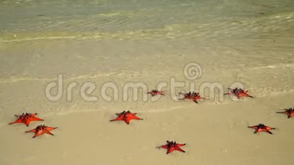 两个视频镜头天气晴朗热带的白色沙子海水中有红色的海星视频的预览图