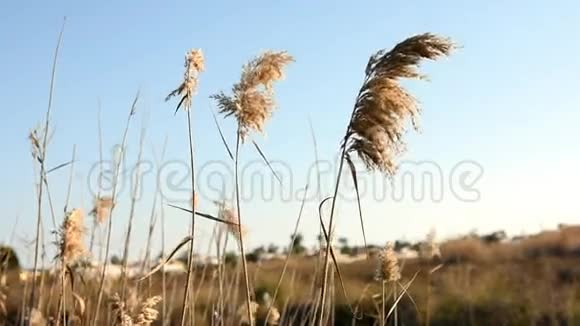 在阳光明媚的日子里芦苇在田野里挥动和摇曳蓝天上的轮廓宁静视频的预览图