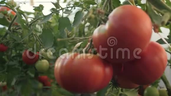 收获西红柿一个在温室里收获有机番茄的农民视频的预览图