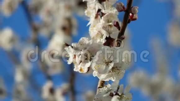 杏树近景盛开春花枝园施肥大黄蜂视频的预览图