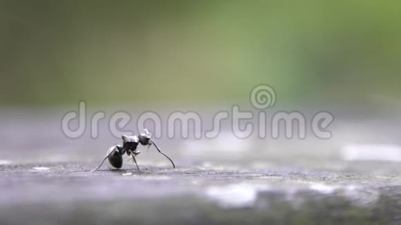 一只大黑蚂蚁在野外吃毛毛虫视频的预览图
