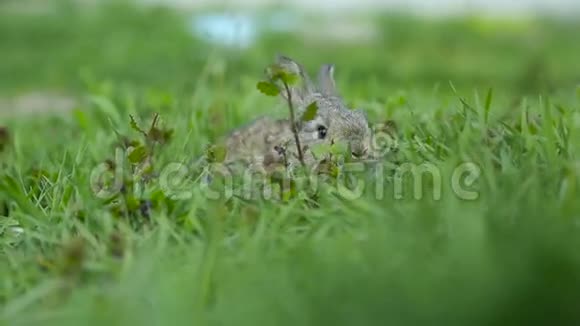 兔子坐在绿草中视频的预览图