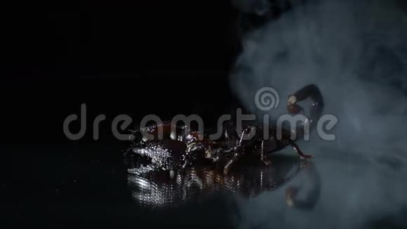 一只美丽的蝎子站在镜子上在轻烟中缓慢地射击视频的预览图