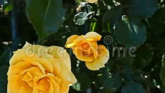 绽放的黄玫瑰特写镜头视频的预览图