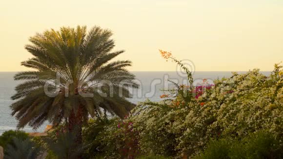 海洋背景上的棕榈树和开花灌木视频的预览图