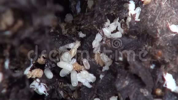 蚁群把卵带回巢穴视频的预览图