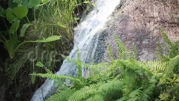 热带绿色植物和瀑布级联丛林的荒野翡翠池塘和外来植物音频视频的预览图