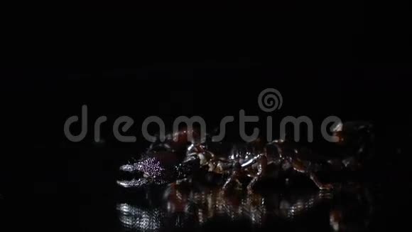 蝎子在黑暗中爬到镜子的边缘视频的预览图