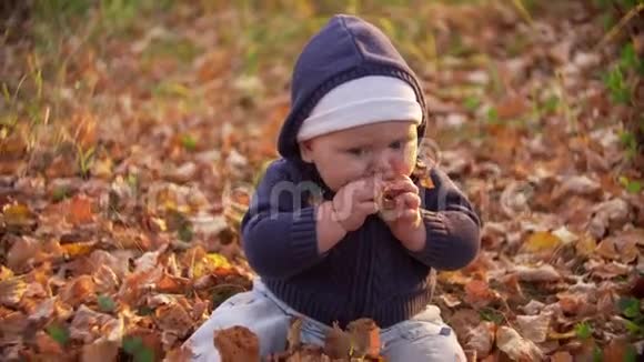这孩子尝了尝秋黄叶孩子在秋天公园扔黄叶这孩子坐在树林里的树叶里这就是视频的预览图