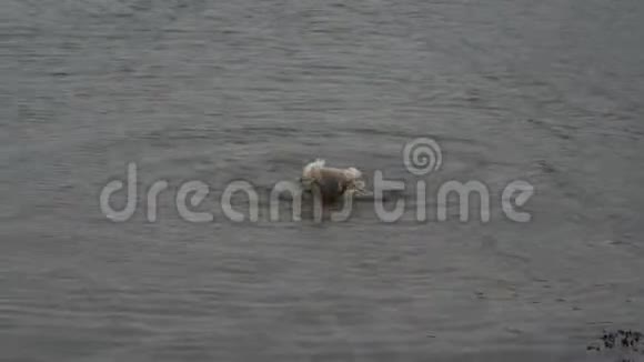 一只白天鹅因漏油而为自己的生命而战视频的预览图