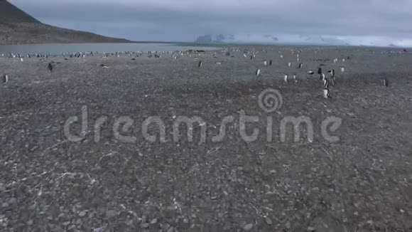 海湾岸边的一大群企鹅安德列夫视频的预览图
