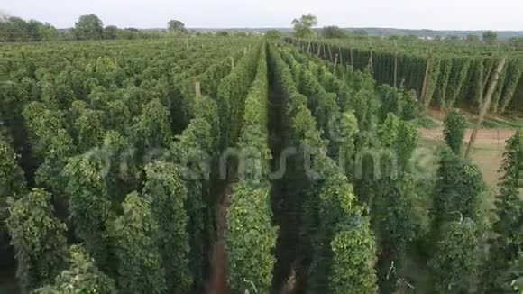 在啤酒花种植园上空飞行鸟瞰视频的预览图