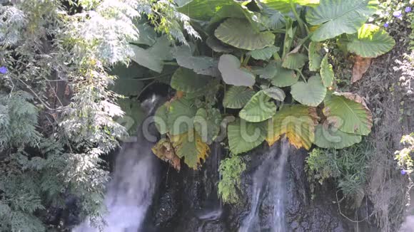 绿色树叶间的小瀑布视频的预览图