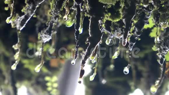 大自然苔藓植物上的雨水视频的预览图