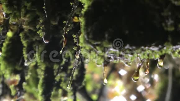 大自然苔藓植物上的雨水视频的预览图